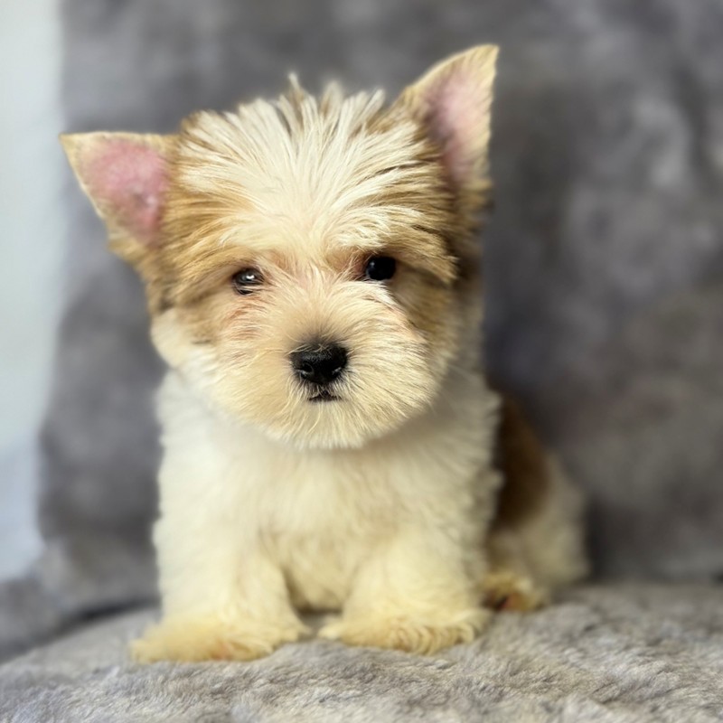 Cachorro Yorkshire Terrier marrón y blanco