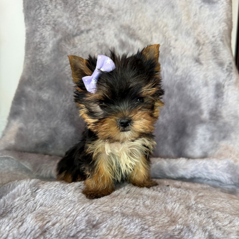 Cachorro Yorkshire Terrier marrón y blanco