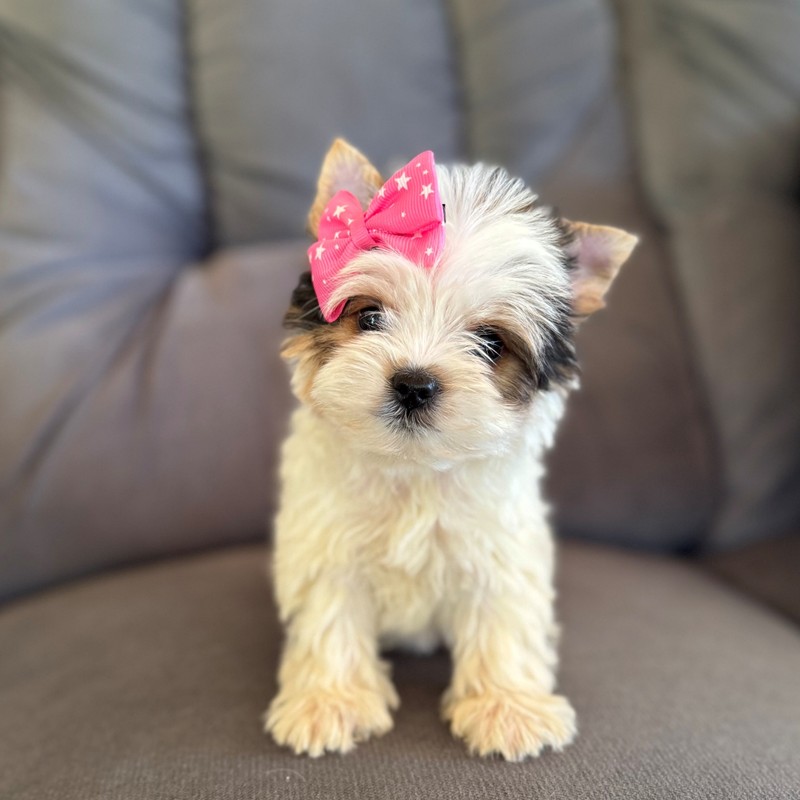 Cachorro Yorkshire Terrier marrón y blanco