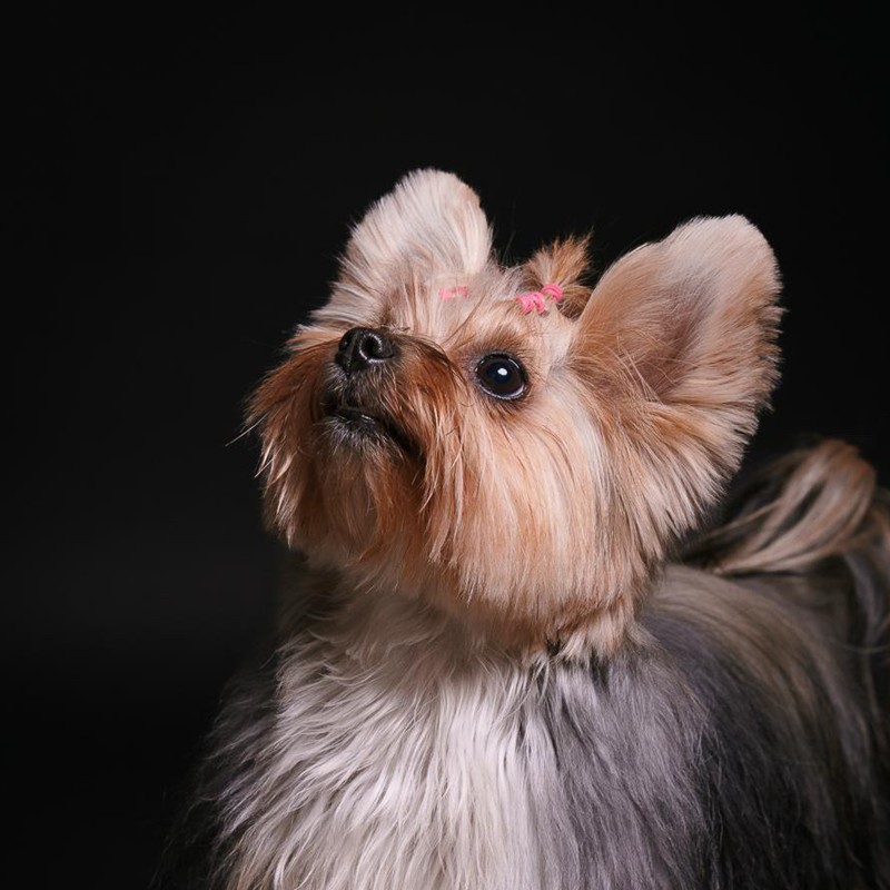 Cachorro Yorkshire Terrier marrón y blanco
